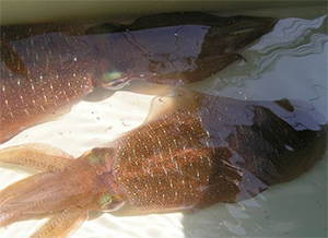 アオリイカの雌雄の見分け方 魚殿 富山湾の鮮魚 海鮮物等を産地直送でお届けする通販サイト