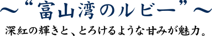 “富山湾のルビー”深紅の輝きと、とろけるような甘みが魅力。