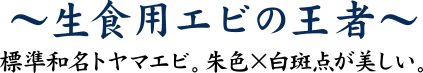 生食用エビの王様　標準和名トヤマエビ。朱色×白斑点が美しい。