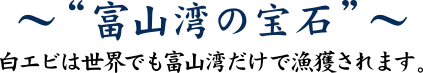 “富山湾の宝石”白エビは世界でも富山湾だけで漁獲されます。