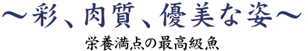 彩、肉質、優美な姿～栄養満点の最高級魚～