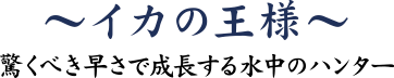 アオリイカ　イカの王様 ～驚くべき早さで成長する水中のハンター～