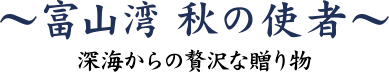 富山湾 秋の使者　深海からの贅沢な贈り物