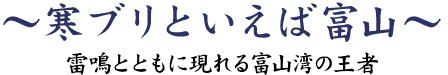 寒ブリといえば富山～雷鳴とともに現れる富山湾の王者～