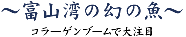 富山湾のも幻の魚～コラーゲンブームで大注目～