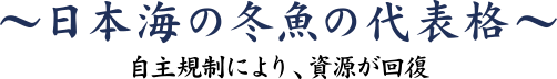 日本海の冬魚の代表格 ～自主規制により、資源が回復～