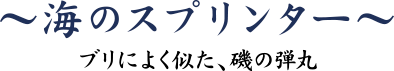 ヒラマサ　ブリによく似た、磯の弾丸 ～海のスプリンター～