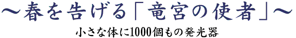 春を告げる「竜宮の使者」～小さな体に1000個もの発光器～