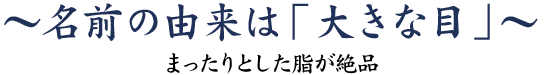 名前の由来は「大きな目」～まったりとした脂が絶品～