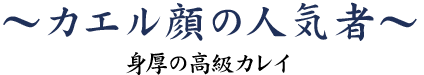 カエル顔の人気者～身厚の高級カレイ～