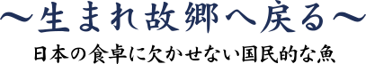 サケ（白鮭）　～生まれ故郷へ戻る～ 日本の食卓に欠かせない国民的な魚