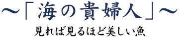 「海の貴婦人」～見れば見るほど美しい魚～