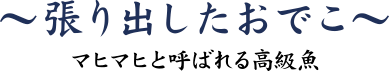 シイラ　～張り出したおでこ～ マヒマヒと呼ばれる高級魚