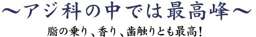 アジ科の中では最高峰～脂の乗り、香り、歯触りとも最高！～