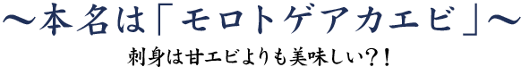 本名はモロトゲアカエビ～刺身は甘エビよりも美味しい？！～