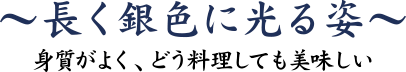 長く銀色に光る姿 ～身質がよく、どう料理しても美味しい～