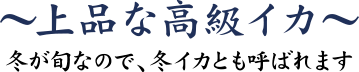 ヤリイカ　～上品な高級イカ～ 冬が旬なので、冬イカとも呼ばれます