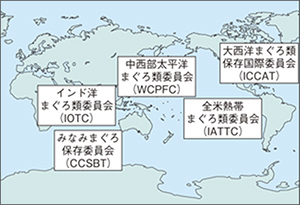 マグロ類の地域漁業管理機関