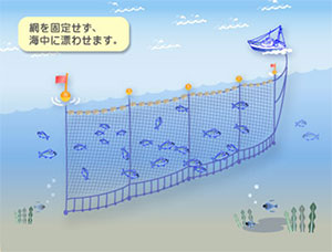 建て網 （刺し網）漁業とは | 魚殿 | 富山湾の鮮魚・海鮮物等を産地