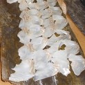 kobujime-kawahagi